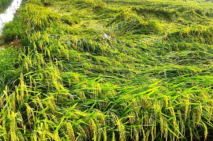 Hơn 5.800ha lúa xuân ngã đổ do mưa dông