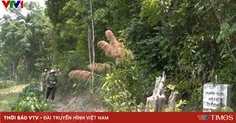 Hơn 880 ha rừng ở Quảng Ngãi có nguy cơ cháy cao do nắng nóng kéo dài