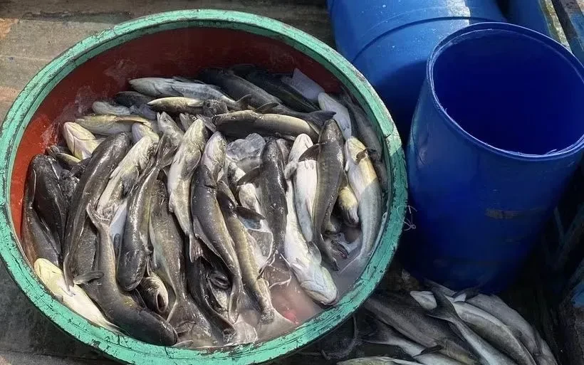 Hơn 90 tấn cá bớp chết bất thường gây thiệt hại 16 tỷ đồng tại đảo Lý Sơn Hơn 90 tấn cá bớp chết bất thường gây thiệt hại 16 tỷ đồng tại đảo Lý Sơn