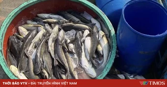 Hơn 90 tấn cá bớp chết bất thường gây thiệt hại 16 tỷ đồng tại đảo Lý Sơn