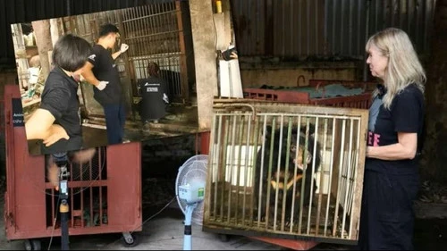 Hơn hai thập kỷ, hoạt động cứu hộ đã hỗ trợ 300 cá thể gấu nuôi nhốt trên cả nước