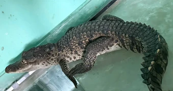 Huế: Cá sấu lạc vào nhà dân