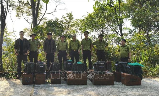 Huế đưa 9 con tê tê Java về môi trường tự nhiên Huế đưa 9 con tê tê Java về môi trường tự nhiên