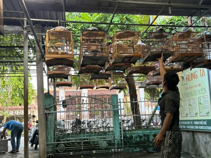 Huế: Nhiều người mang chim cảnh tới quán cà phê đã không còn sợ... tịch thu