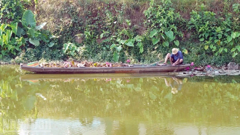 Huế: Nhổ trộm hoa súng trong kinh thành, người đàn ông phải "học lại bài học bảo vệ cảnh quan" Huế: Nhổ trộm hoa súng trong kinh thành, người đàn ông phải "học lại bài học bảo vệ cảnh quan"