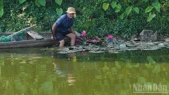 Huế: Nhổ trộm hoa súng trong kinh thành, người đàn ông phải "học lại bài học bảo vệ cảnh quan"