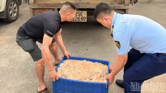 Hưng Yên: Phát hiện 570kg lòng lợn đang phân hủy trên đường đi tiêu thụ
