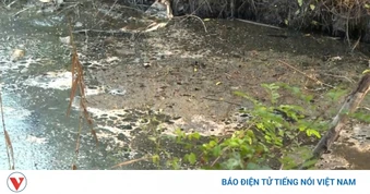 Kênh tưới ở Tây Ninh ô nhiễm, người dân lo mất mùa, ảnh hưởng sức khỏe