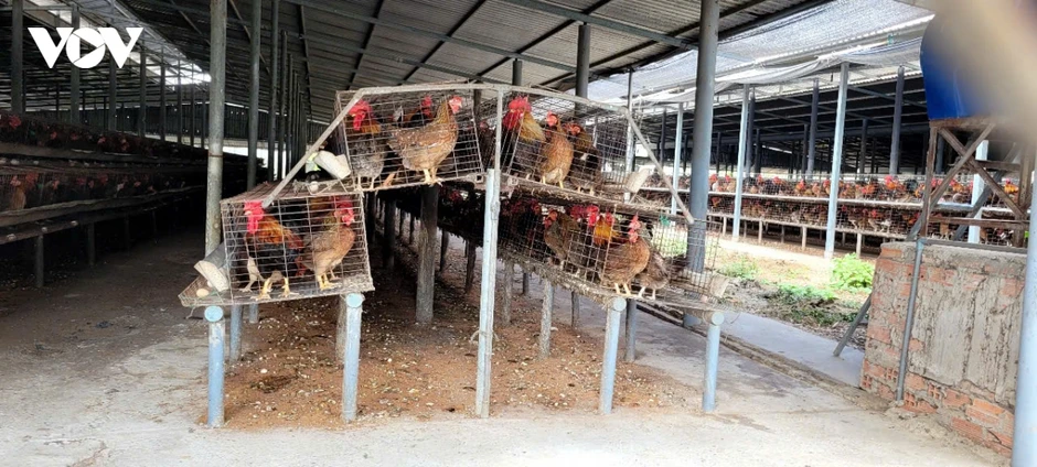 Khẩn trương dập ổ dịch cúm A/H5N1 trên đàn vịt tại Đồng Tháp Khẩn trương dập ổ dịch cúm A/H5N1 trên đàn vịt tại Đồng Tháp