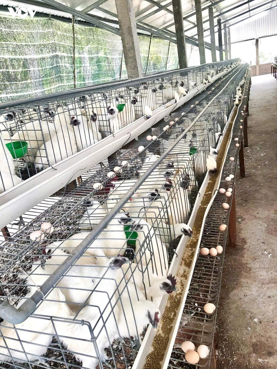 Khẩn trương dập ổ dịch cúm A/H5N1 trên đàn vịt tại Đồng Tháp Khẩn trương dập ổ dịch cúm A/H5N1 trên đàn vịt tại Đồng Tháp