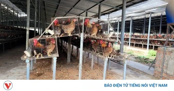 Khẩn trương dập ổ dịch cúm A/H5N1 trên đàn vịt tại Đồng Tháp