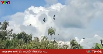 Khẩn trương tìm giải pháp bảo tồn, ngăn chặn nạn săn bắt trộm đe dọa vườn chim Hai Chìa