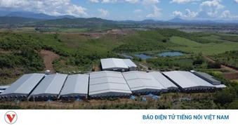 Khánh Hòa yêu cầu xử lý dứt điểm trại heo không phép, xả thải quá 10 lần quy chuẩn