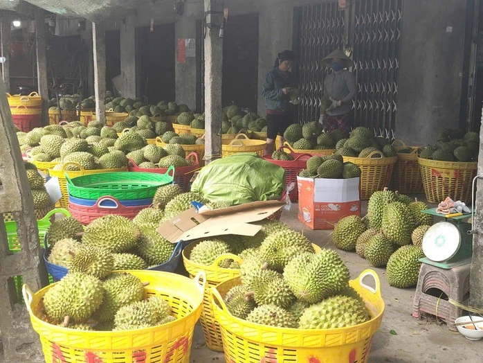 Khánh thành biểu tượng đôi bàn tay nâng đỡ trái sầu riêng ở Đồng Tháp Khánh thành biểu tượng đôi bàn tay nâng đỡ trái sầu riêng ở Đồng Tháp