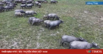 Khó xử lý tình trạng chăn thả trâu trái phép trong Vườn quốc gia Tràm Chim