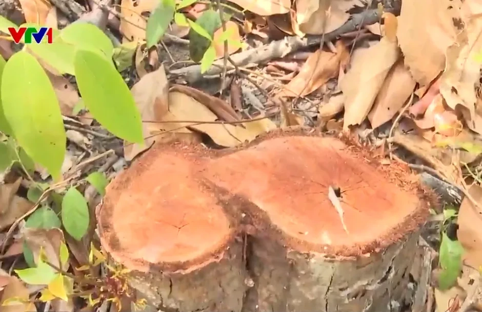 Không chỉ rừng già, rừng tái sinh cũng bị khai thác trái phép ở phía Tây Gia Lai Không chỉ rừng già, rừng tái sinh cũng bị khai thác trái phép ở phía Tây Gia Lai