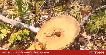 Không chỉ rừng già, rừng tái sinh cũng bị khai thác trái phép ở phía Tây Gia Lai