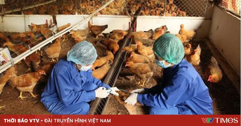 Không kê khai hoạt động chăn nuôi, có được hỗ trợ khi dịch bệnh xảy ra? Không kê khai hoạt động chăn nuôi, có được hỗ trợ khi dịch bệnh xảy ra?
