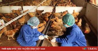 Không kê khai hoạt động chăn nuôi, có được hỗ trợ khi dịch bệnh xảy ra?