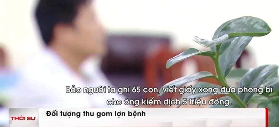Không kiểm định vẫn có giấy, lợn bệnh đi qua nhiều khâu kiểm soát như thế nào? Không kiểm định vẫn có giấy, lợn bệnh đi qua nhiều khâu kiểm soát như thế nào?