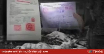 Không kiểm định vẫn có giấy, lợn bệnh đi qua nhiều khâu kiểm soát như thế nào?