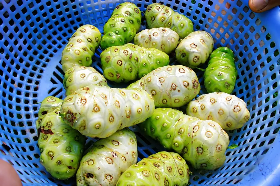 Kiếm hơn 100 triệu đồng mỗi năm từ cây nhàu mọc hoang