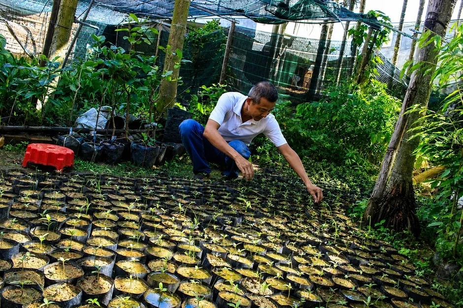 Kiếm hơn 100 triệu đồng mỗi năm từ cây nhàu mọc hoang