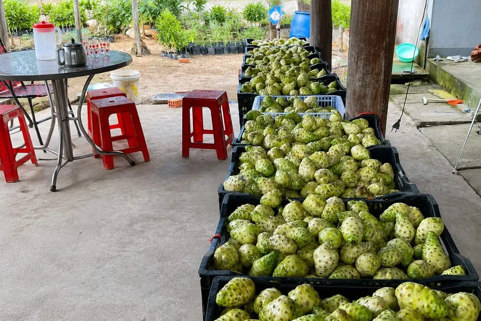 Kiếm hơn 100 triệu đồng mỗi năm từ cây nhàu mọc hoang