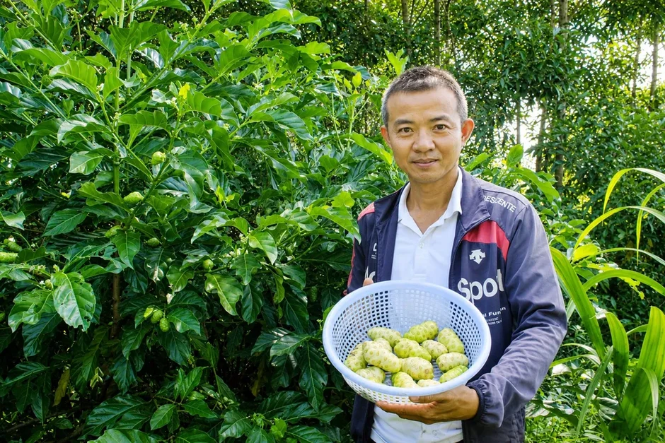 Kiếm hơn 100 triệu đồng mỗi năm từ cây nhàu mọc hoang