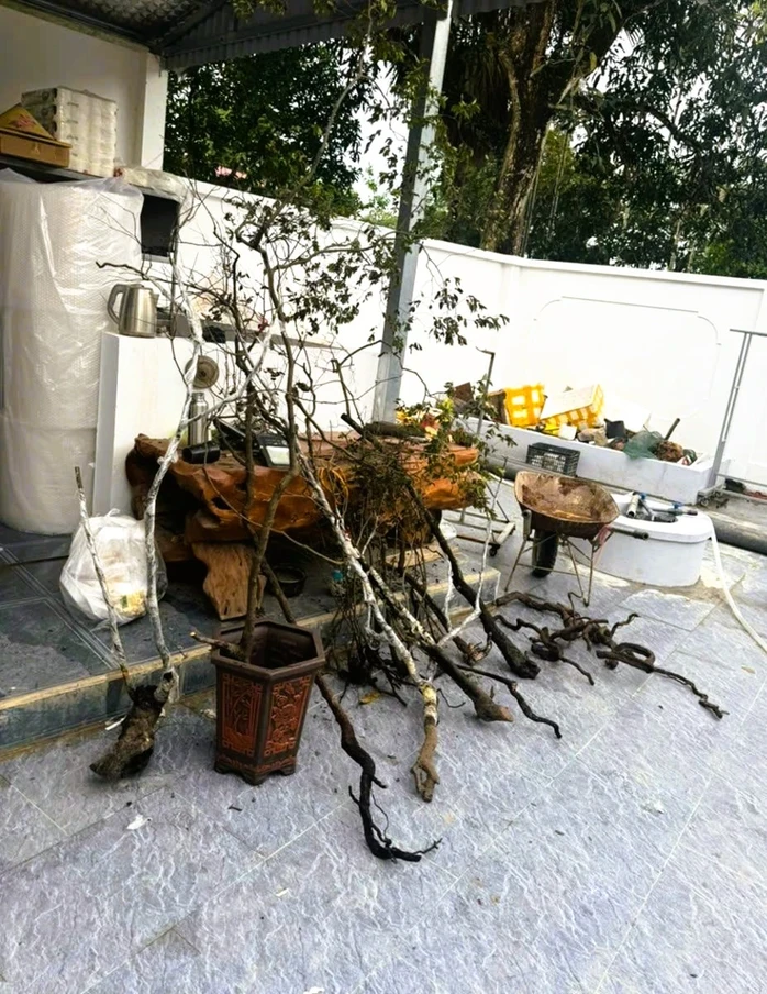 Kiểm lâm Ninh Bình xử lý 8 vụ khai thác, tàng trữ cây muội hồng, phạt 45 triệu đồng Kiểm lâm Ninh Bình xử lý 8 vụ khai thác, tàng trữ cây muội hồng, phạt 45 triệu đồng