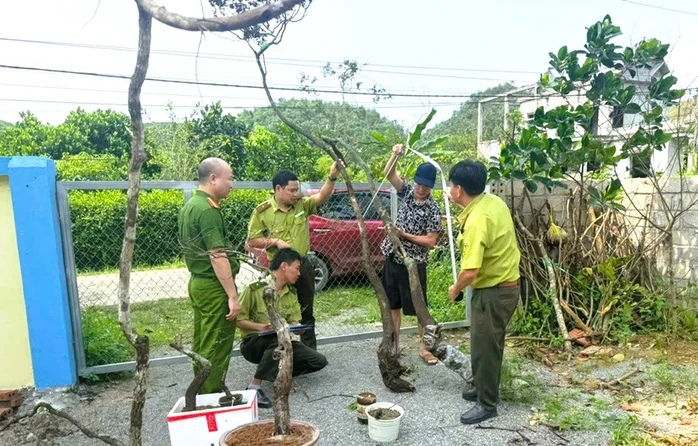 Kiểm lâm Ninh Bình xử lý 8 vụ khai thác, tàng trữ cây muội hồng, phạt 45 triệu đồng Kiểm lâm Ninh Bình xử lý 8 vụ khai thác, tàng trữ cây muội hồng, phạt 45 triệu đồng