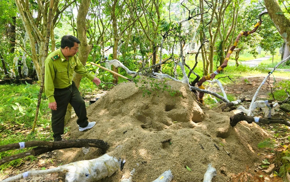 Kiểm lâm Thanh Hóa thu giữ 823 cây, phôi cây muội hồng, sẽ tiêu hủy cây chết