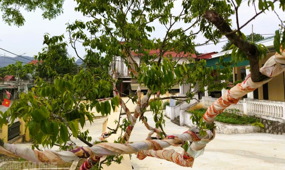 Kiểm lâm Thanh Hóa thu giữ 823 cây, phôi cây muội hồng, sẽ tiêu hủy cây chết