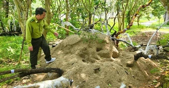 Kiểm lâm Thanh Hóa thu giữ 823 cây, phôi cây muội hồng, sẽ tiêu hủy cây chết