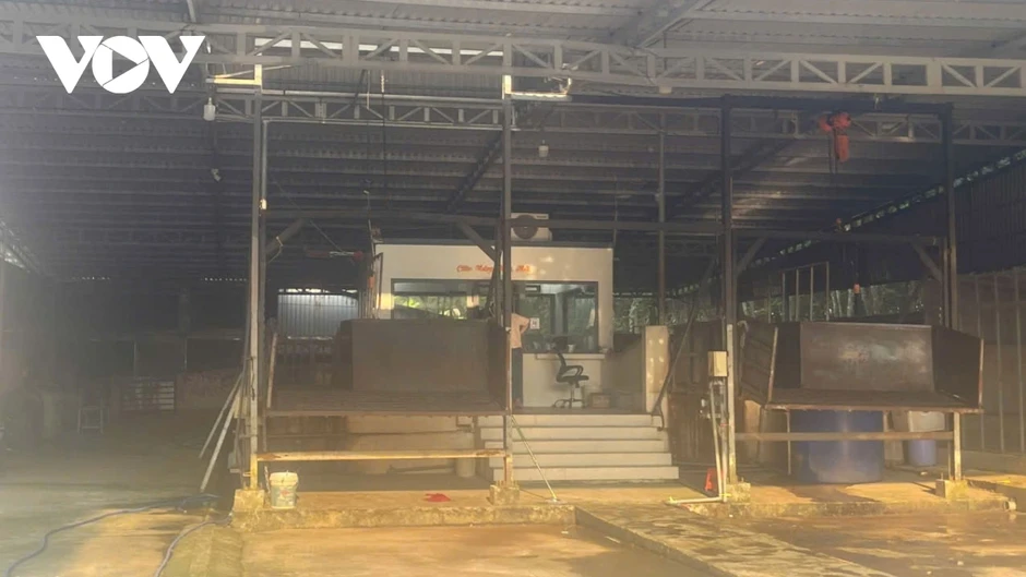 Kiểm tra điểm tập kết heo ở TP.HCM, quyết chặn thịt bẩn
