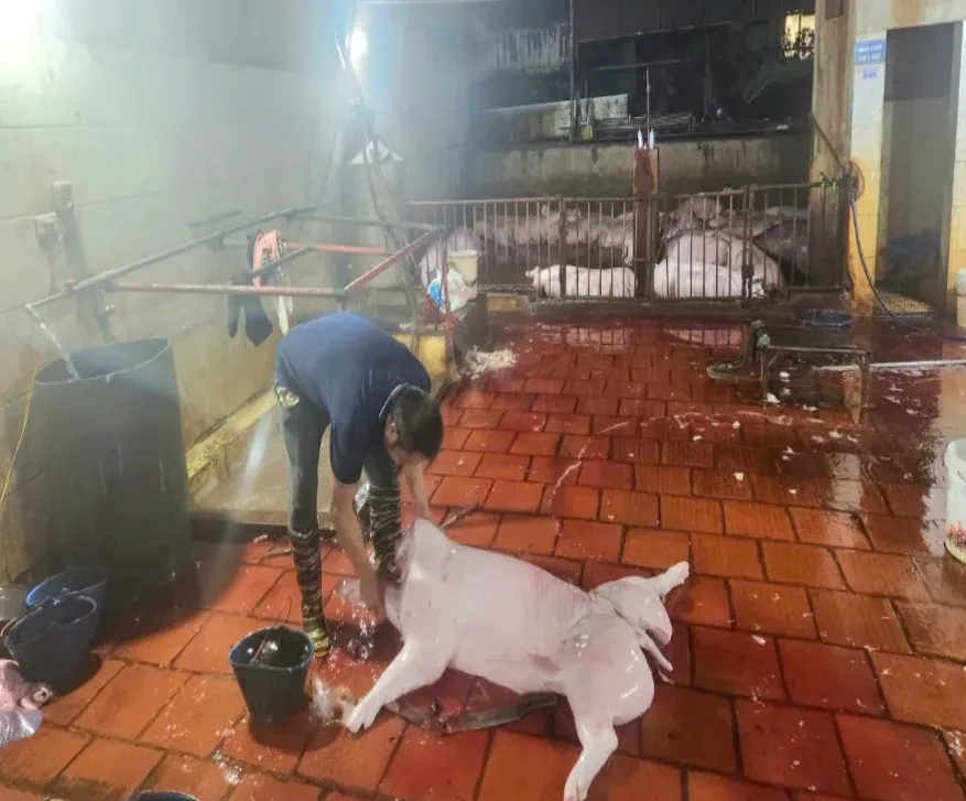 Kiểm tra đột xuất, phát hiện 2 cơ sở giết mổ lợn không phép tại Hà Nội Kiểm tra đột xuất, phát hiện 2 cơ sở giết mổ lợn không phép tại Hà Nội