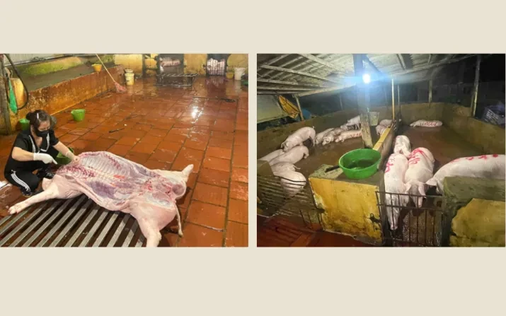 Kiểm tra đột xuất, phát hiện 2 cơ sở giết mổ lợn không phép tại Hà Nội Kiểm tra đột xuất, phát hiện 2 cơ sở giết mổ lợn không phép tại Hà Nội