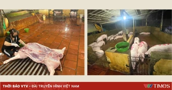 Kiểm tra đột xuất, phát hiện 2 cơ sở giết mổ lợn không phép tại Hà Nội