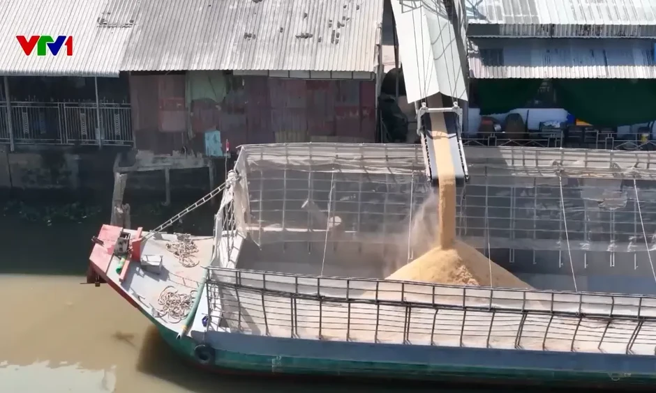Kiểm tra, làm rõ phản ánh ô nhiễm tại các nhà máy xay xát lúa gạo ở Cần Thơ Kiểm tra, làm rõ phản ánh ô nhiễm tại các nhà máy xay xát lúa gạo ở Cần Thơ