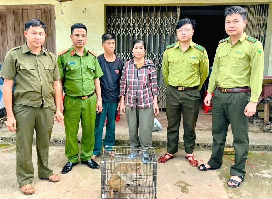 Kịp thời bàn giao, thả cá thể khỉ hoang dã về môi trường tự nhiên
