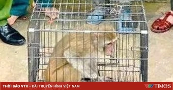 Kịp thời bàn giao, thả cá thể khỉ hoang dã về môi trường tự nhiên