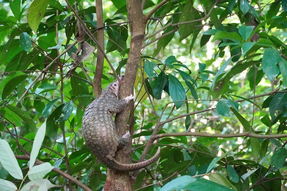 Kỳ đà, tê tê cùng 2 cá thể rùa quý hiếm được thả về tự nhiên Kỳ đà, tê tê cùng 2 cá thể rùa quý hiếm được thả về tự nhiên