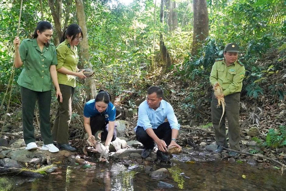 Kỳ đà, tê tê cùng 2 cá thể rùa quý hiếm được thả về tự nhiên Kỳ đà, tê tê cùng 2 cá thể rùa quý hiếm được thả về tự nhiên