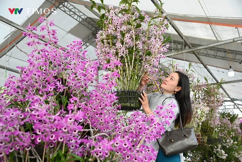 Lai Châu: Hương sắc lan rừng hội tụ – lan tỏa giá trị sinh thái và văn hóa Lai Châu: Hương sắc lan rừng hội tụ – lan tỏa giá trị sinh thái và văn hóa