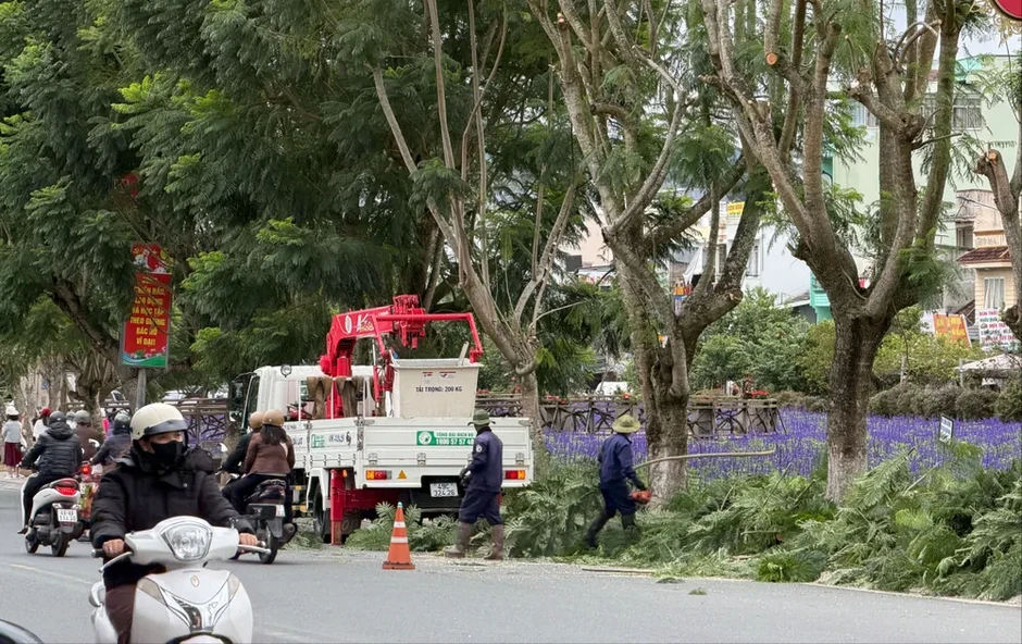 Lâm Đồng: Cắt tỉa cây xanh, đảm bảo an toàn trong mùa mưa bão Lâm Đồng: Cắt tỉa cây xanh, đảm bảo an toàn trong mùa mưa bão