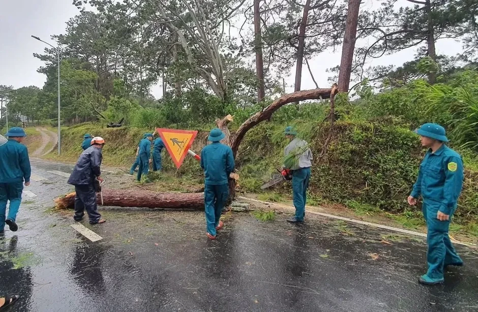 Lâm Đồng: Cắt tỉa cây xanh, đảm bảo an toàn trong mùa mưa bão Lâm Đồng: Cắt tỉa cây xanh, đảm bảo an toàn trong mùa mưa bão