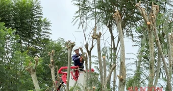 Lâm Đồng: Cắt tỉa cây xanh, đảm bảo an toàn trong mùa mưa bão