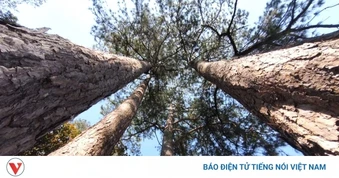 Lâm Đồng chỉ đạo kiểm tra xác định nguyên nhân giảm hơn 17.000 ha rừng