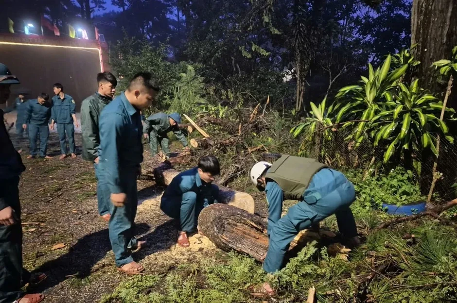 Lâm Đồng: Hàng loạt cây xanh ngã đổ do mưa to, gió lớn Lâm Đồng: Hàng loạt cây xanh ngã đổ do mưa to, gió lớn