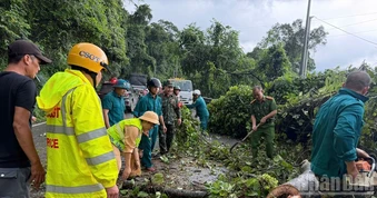 Lâm Đồng: Lại diễn ra đổ cây chắn ngang đèo Bảo Lộc